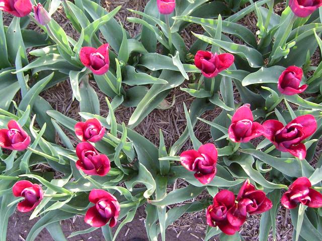 Tulipaner i Fole