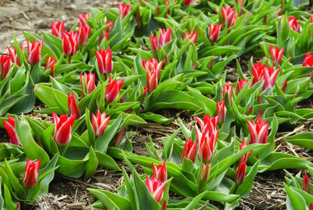 Tulipaner i Fole